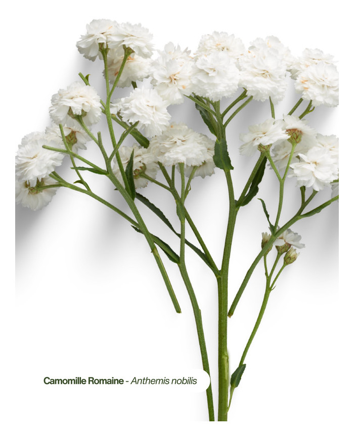 Eau florale bio CAMOMILLE ROMAINE
