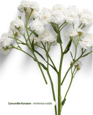 Huile essentielle bio CAMOMILLE ROMAINE