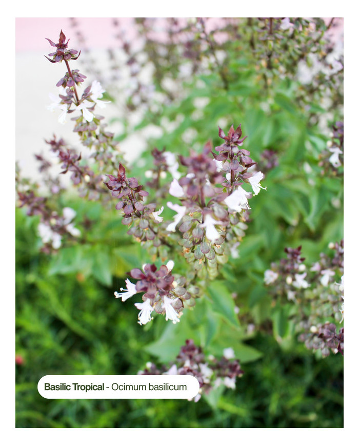 Huile essentielle bio BASILIC TROPICAL