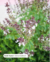 Huile essentielle bio BASILIC TROPICAL