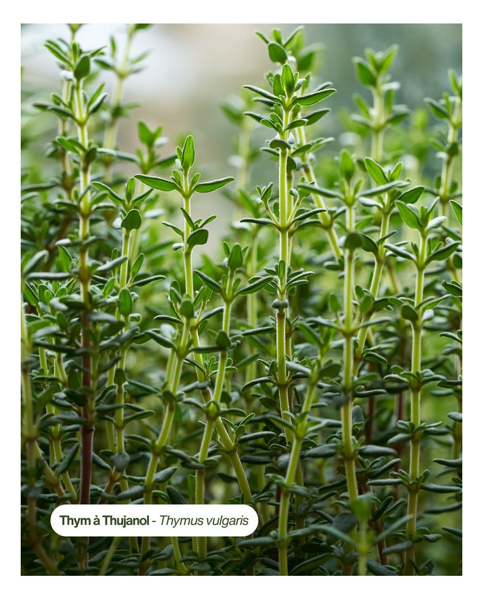 Eau florale bio THYM A THUJANOL