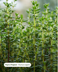 Eau florale bio THYM A THUJANOL
