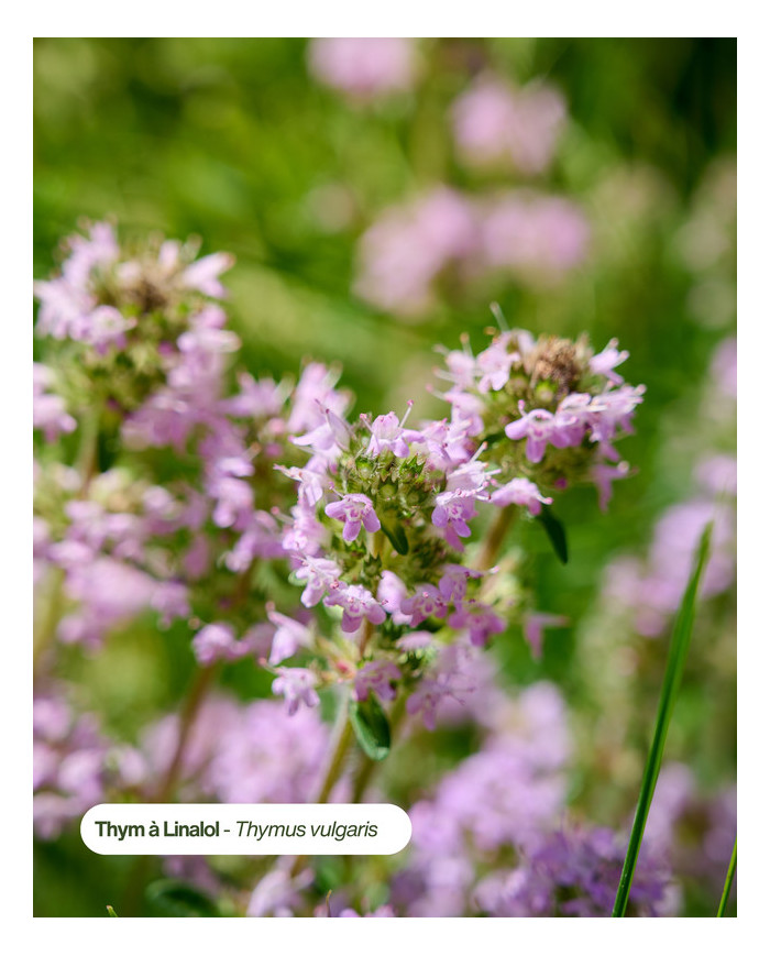 THYM LINALOL Bio Karandja en fleur, Hautes-Alpes (05).