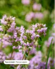 THYM LINALOL Bio Karandja en fleur, Hautes-Alpes (05).