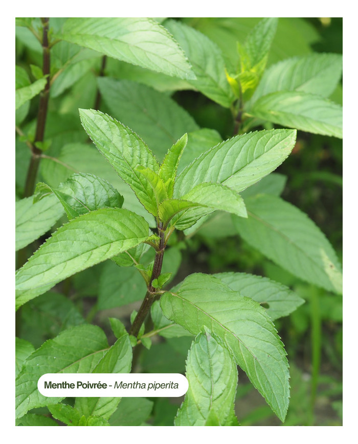 Eau florale bio MENTHE POIVREE