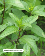 Eau florale bio MENTHE POIVREE
