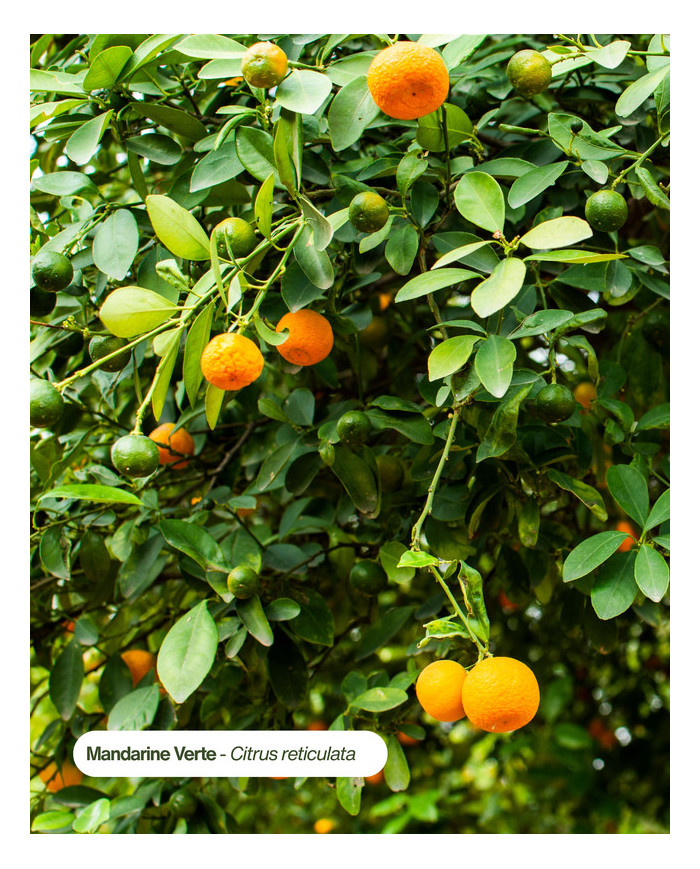 Huile essentielle bio MANDARINE VERTE