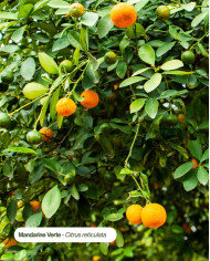 Huile essentielle bio MANDARINE VERTE
