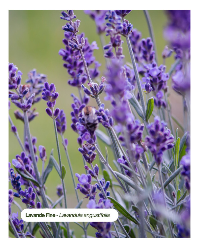 Eau florale bio LAVANDE FINE