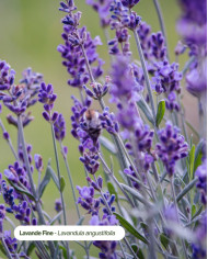 Eau florale bio LAVANDE FINE