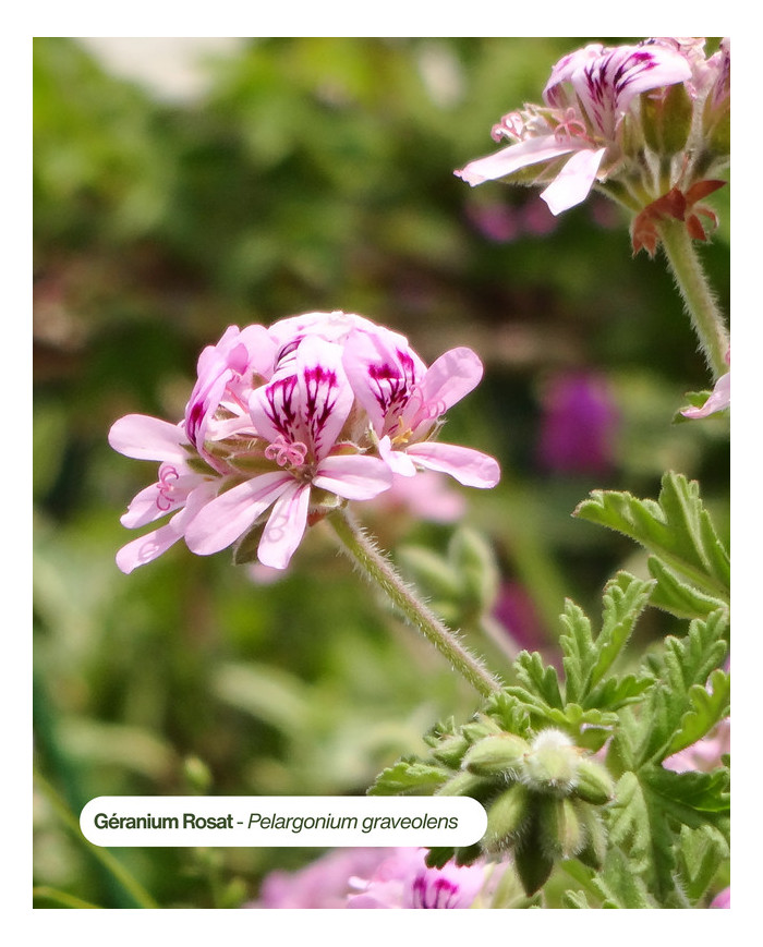 Huile essentielle bio GERANIUM ROSAT