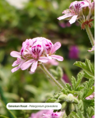 Huile essentielle bio GERANIUM ROSAT