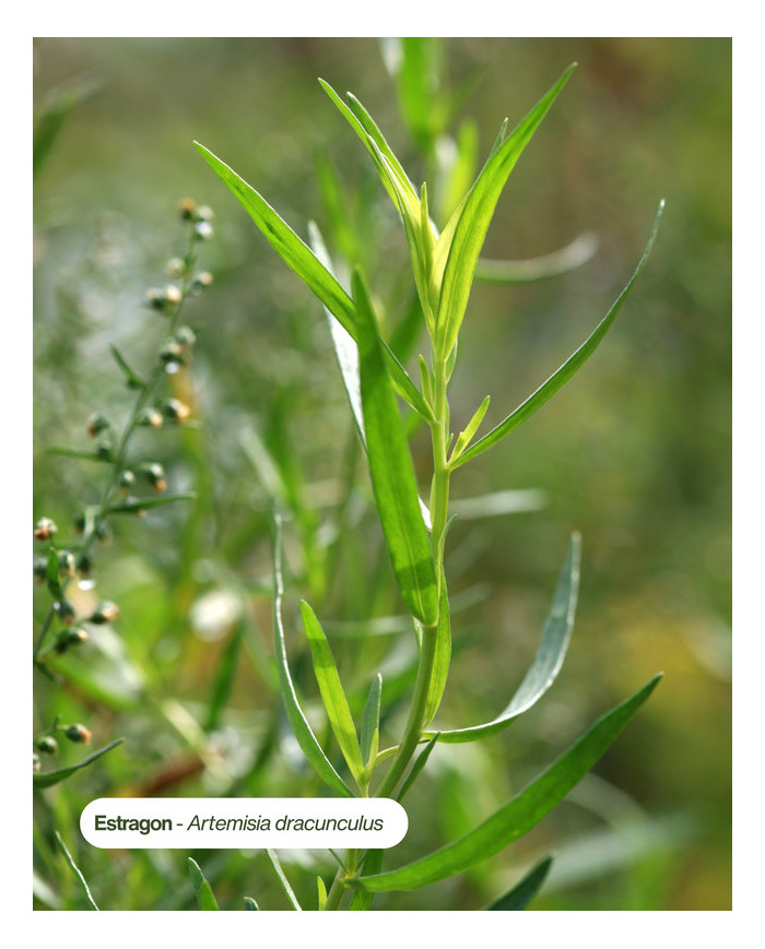 Huile essentielle bio ESTRAGON