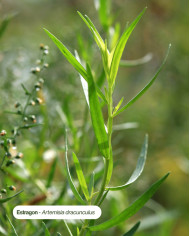 Huile essentielle bio ESTRAGON