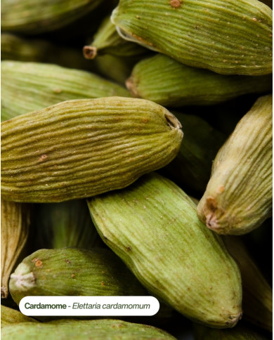 Extrait de Plante Bio CARDAMOME