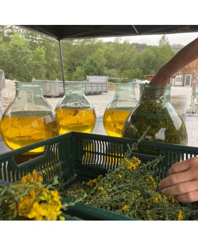 Macération du Millepertuis par nos soins