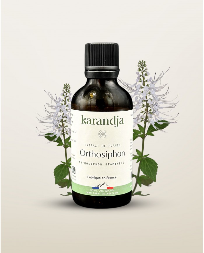 Extrait de plante Bio ORTHOSIPHON