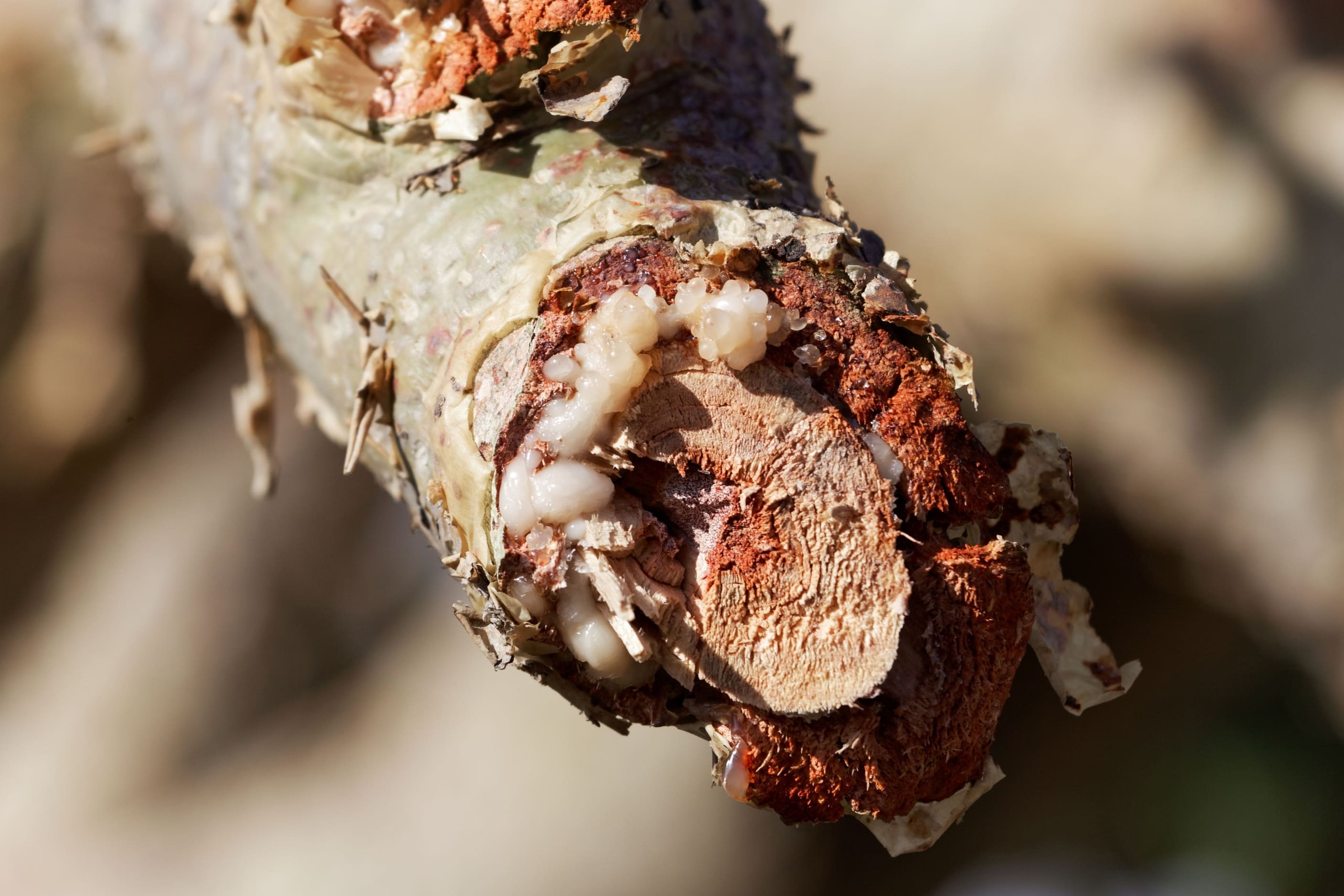 résine de boswellia