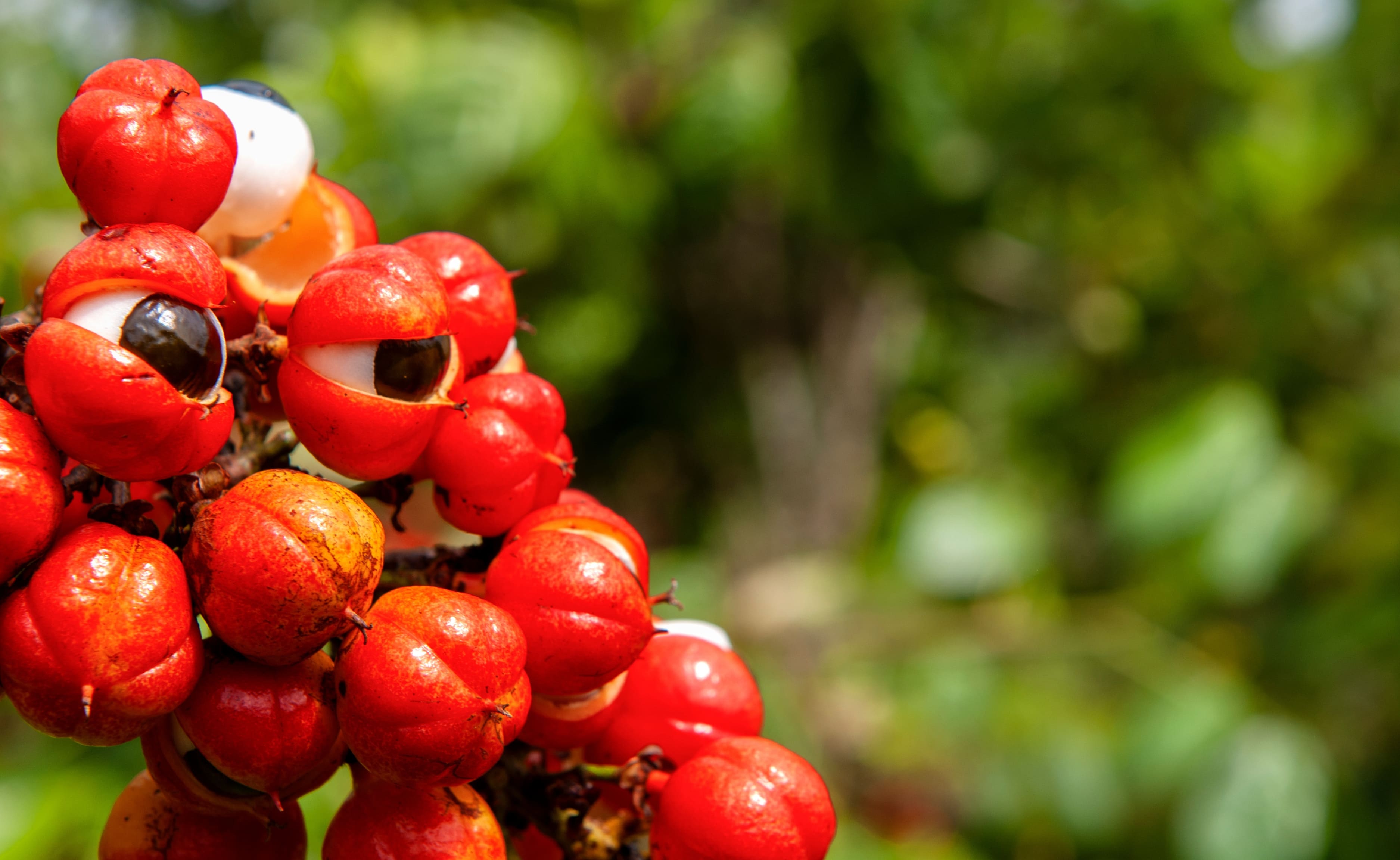 fruits de Guarana