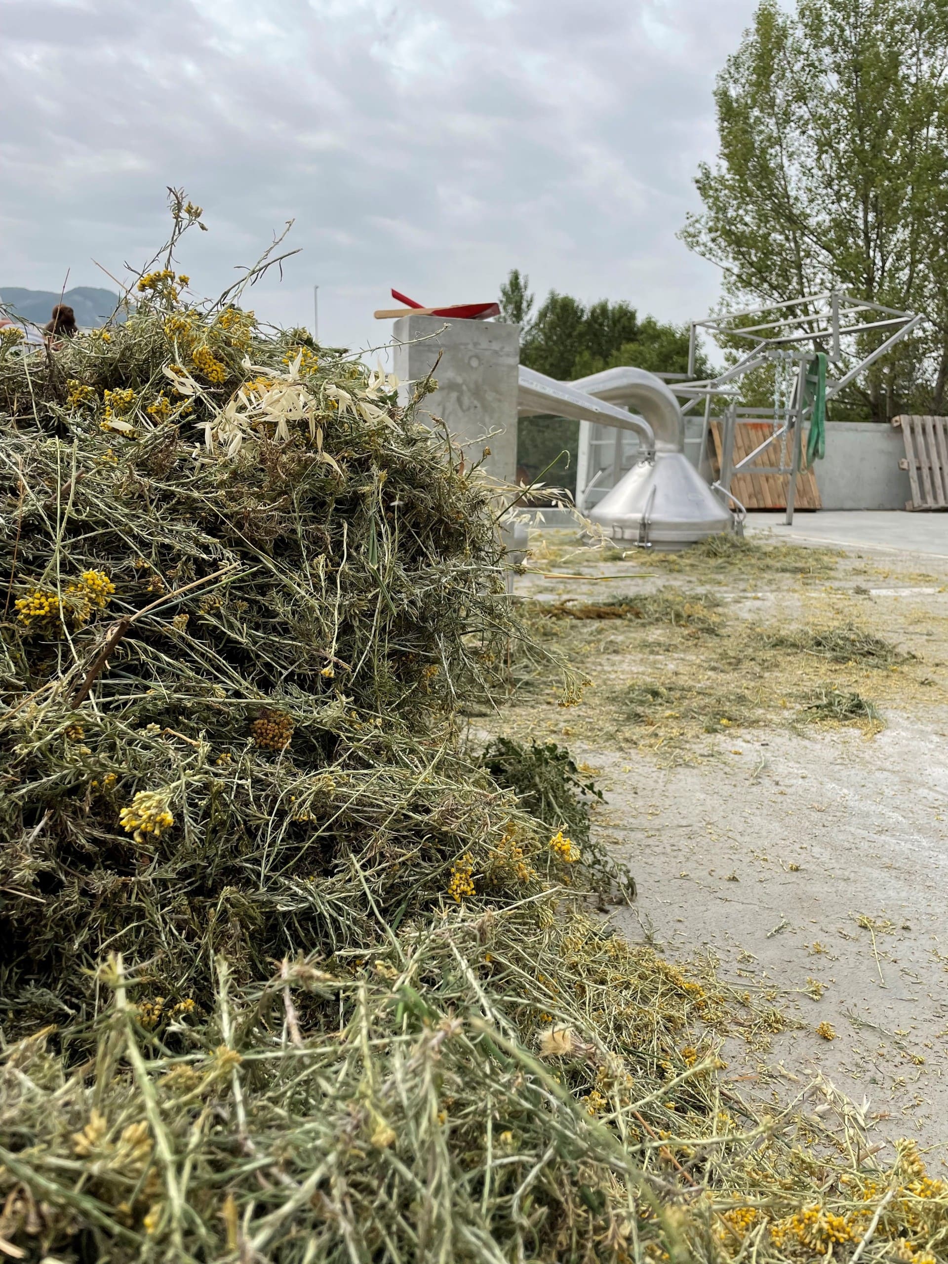 sommités fleuries helychrise prêtes pour la distillation