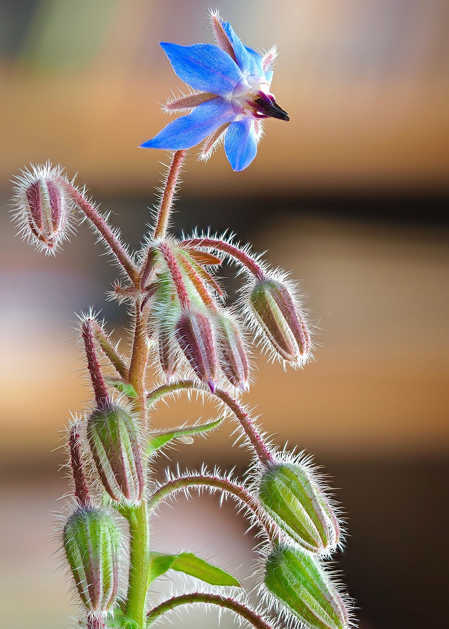 Fleurs de bourrache 