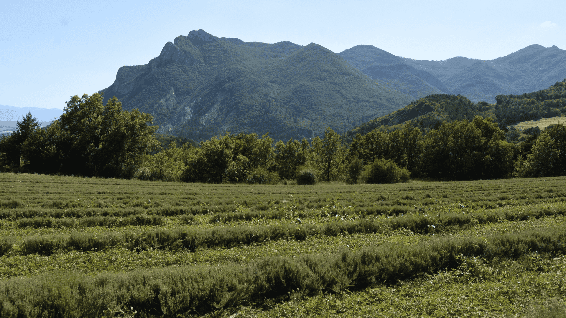 champ de thym dans les Hautes-Alpes