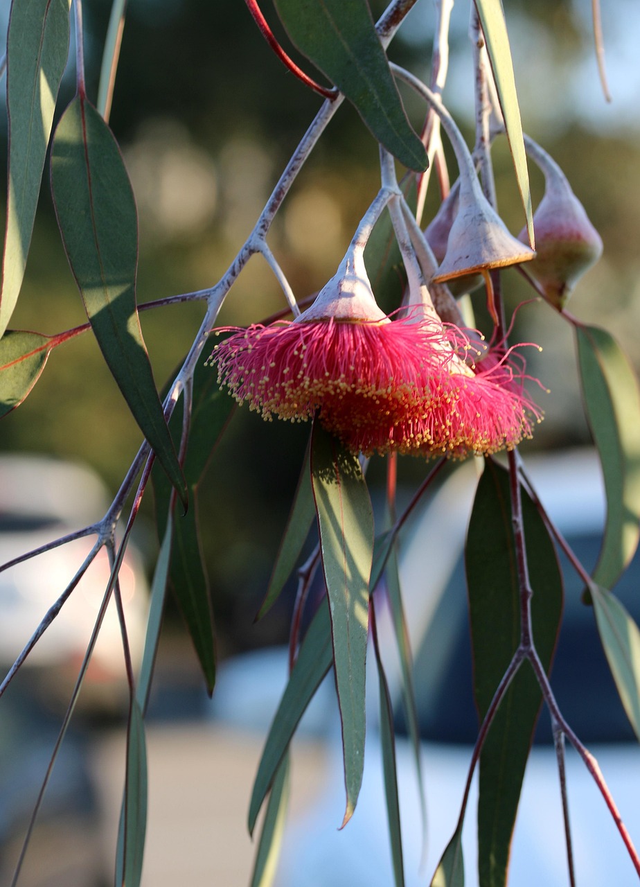fleurs d'eucalyptus
