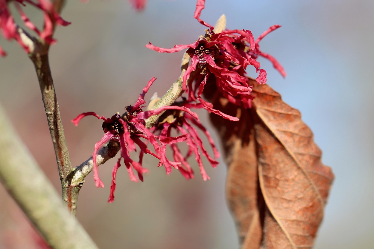feuille et fleurs d'hamamélis