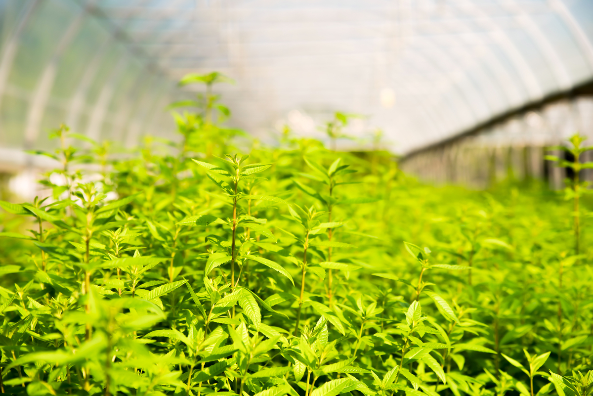 plants de verveine citronnée bio dans une serre