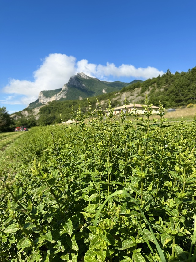champs de menthe bio 