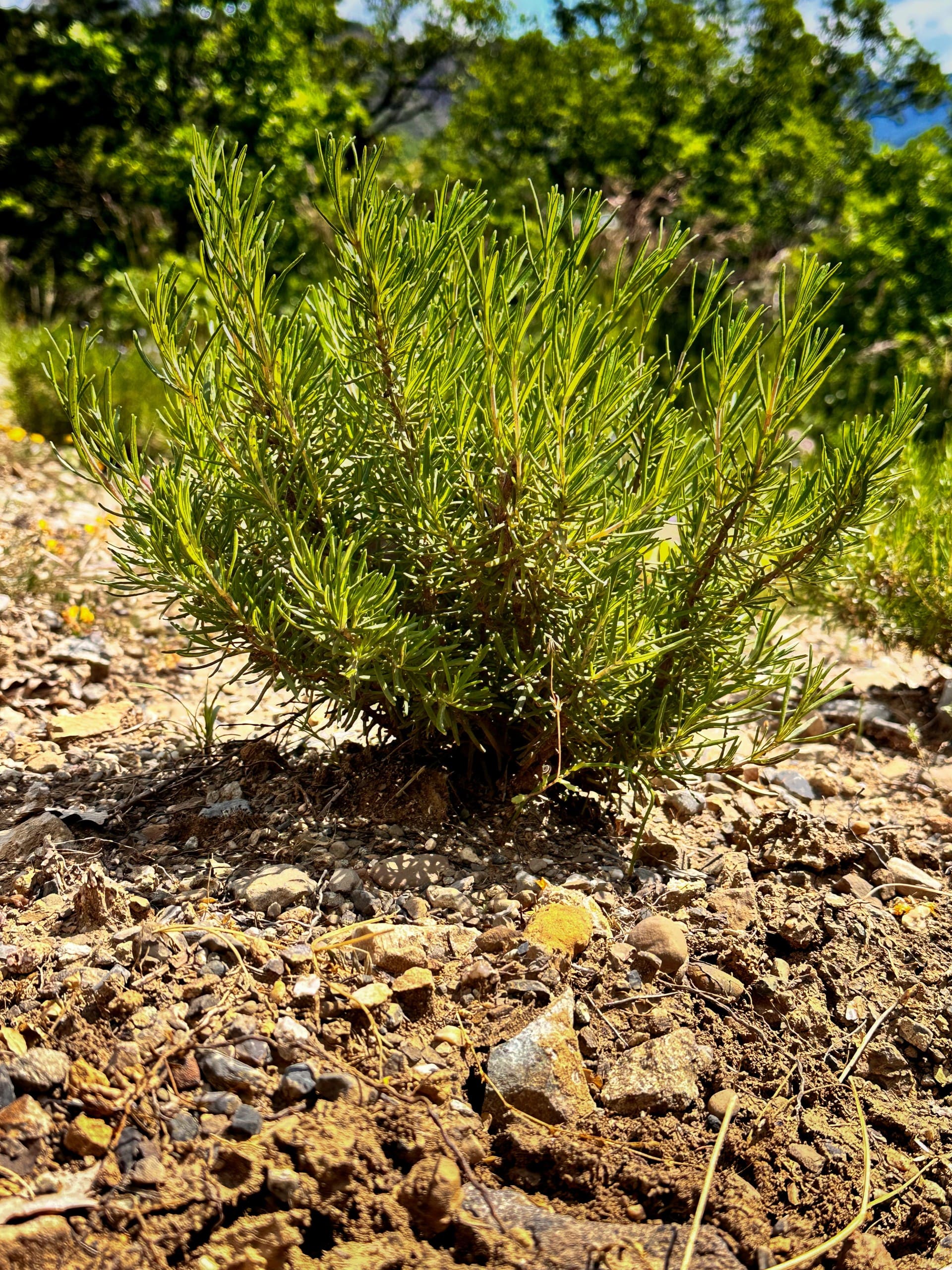 plant de romarin en pleine terre