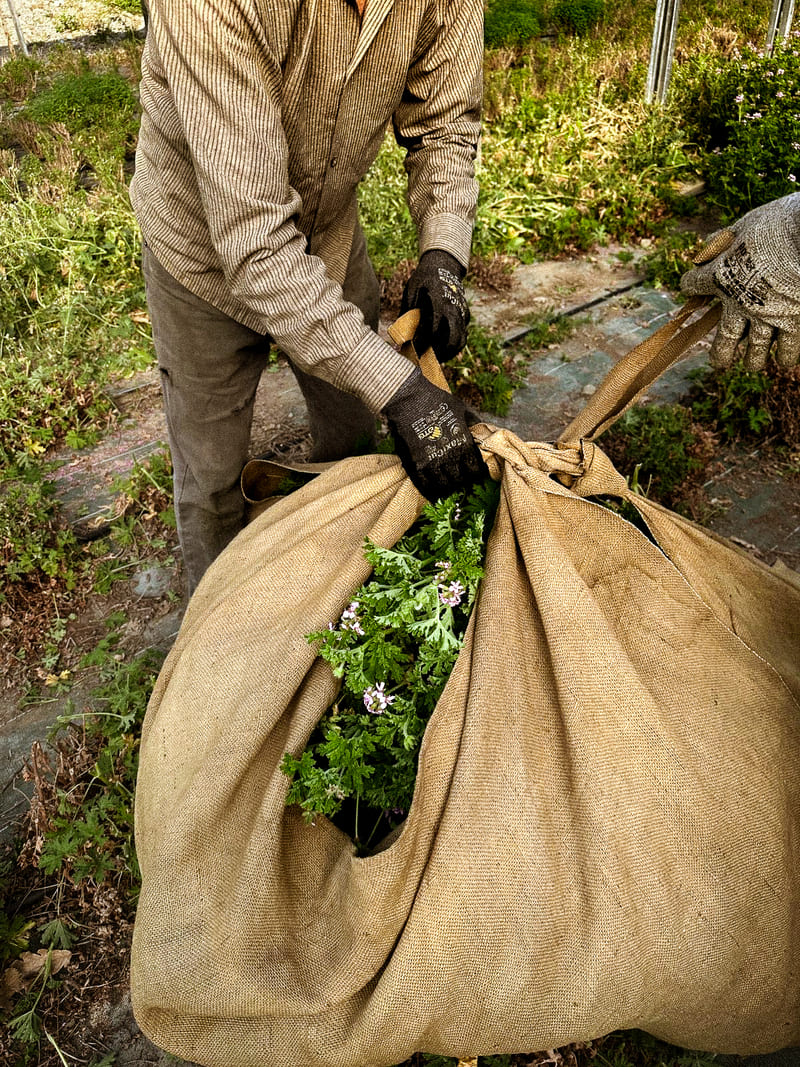 une personne qui tient un sac rempli de géranium rosat