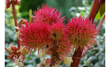 Comment utiliser l’huile de ricin ?