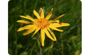 Le macérât huileux d’Arnica et ses bienfaits