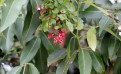 Guarana : vertus et utilisations 