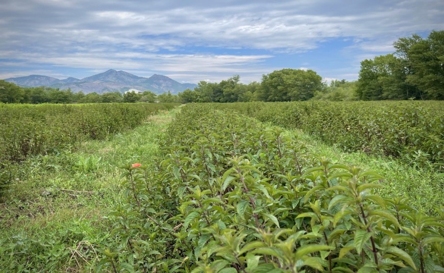 Différences entre menthe verte et menthe poivrée : ne les confondez plus ! 