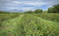 Différences entre menthe verte et menthe poivrée : ne les confondez plus ! 