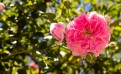 L’eau florale Rose de Damas : découvrez ses vertus
