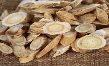 L’astragale : une plante adaptogène par excellence