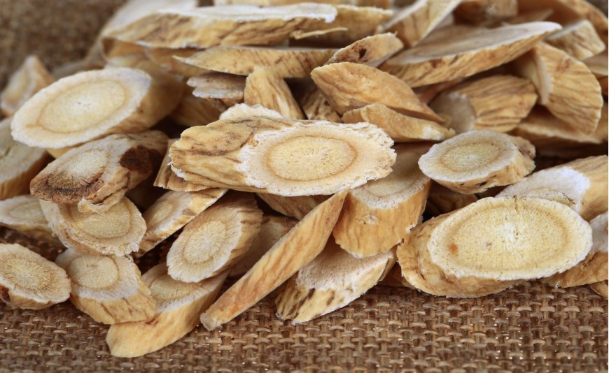 L’astragale : une plante adaptogène par excellence