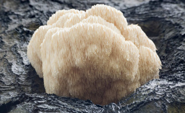 Mycothérapie : découvrez les bienfaits des champignons médicinaux 