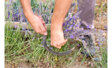 Eaux florales : utilisations et bienfaits