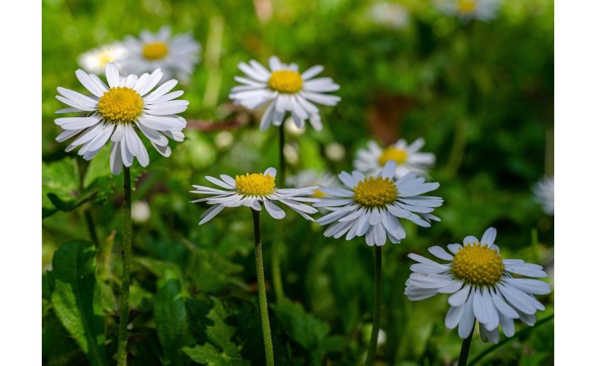 Tout savoir sur le macérât de pâquerette