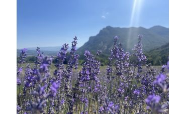 L’huile essentielle de lavande officinale : l’incontournable