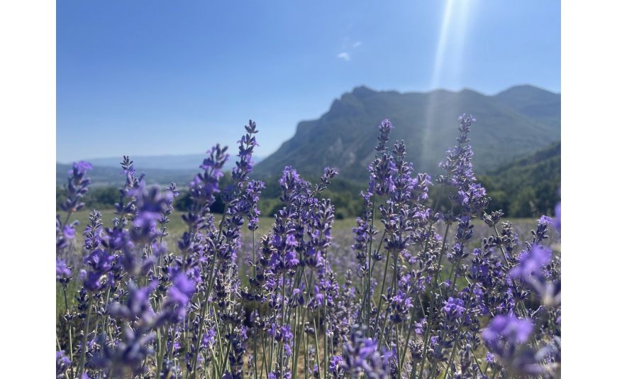 L’huile essentielle de lavande officinale : l’incontournable