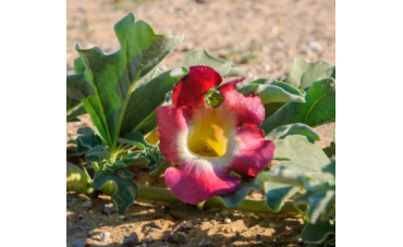 Les propriétés de l’harpagophytum au service de votre santé 