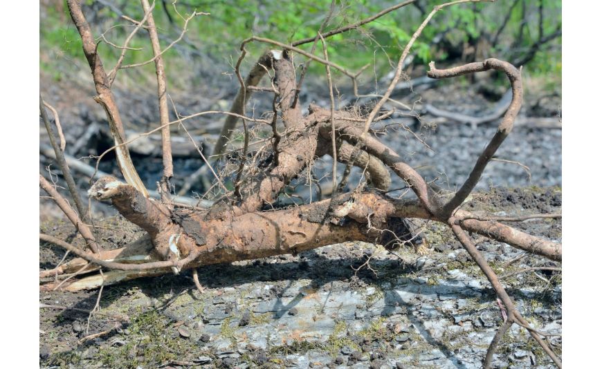 Quels sont les bienfaits de l’éleuthérocoque ? 