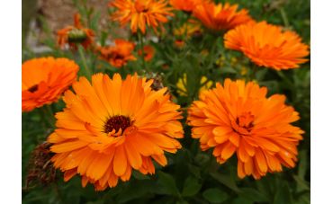 Le macérât de calendula pour une peau douce et saine 