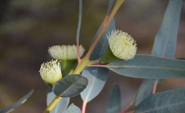 Eucalyptus radiata ou globulus : quelles sont leurs différences ? 