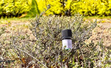 Thym à thujanol : utilisation et vertus de son huile essentielle
